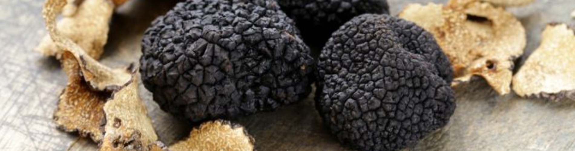 La truffe du Périgord : tout savoir sur la truffe noire du Périgord en Dordogne